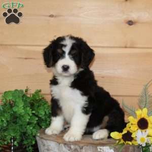 Apricot – F1, Bernedoodle Puppy